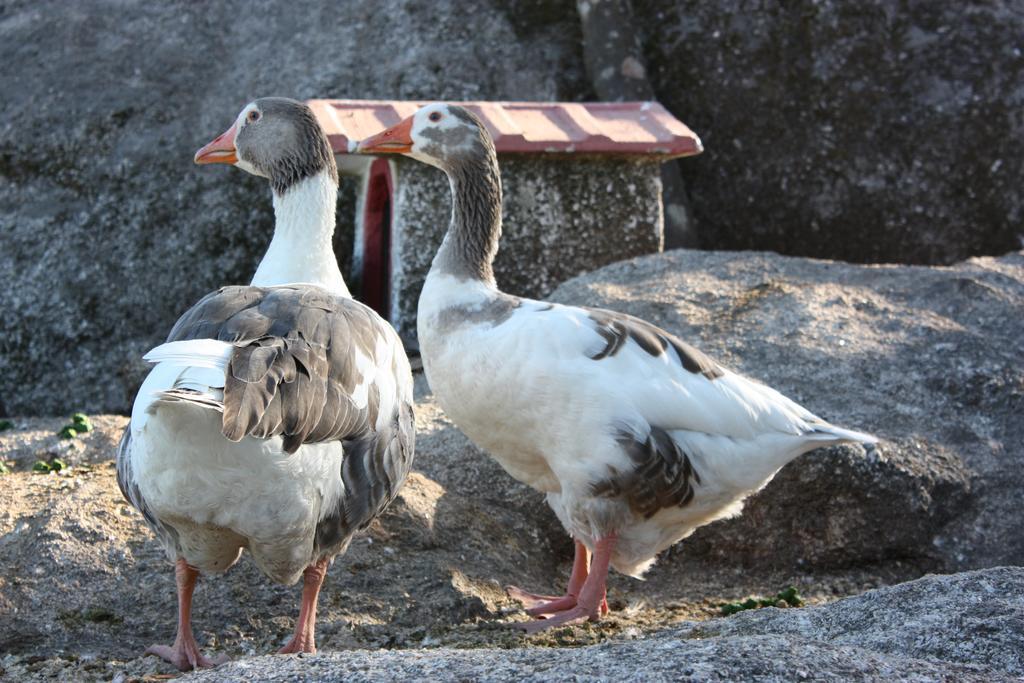 Quinta De Santo Estevao Hotel Rural アギアル・ダ・ベイラ エクステリア 写真